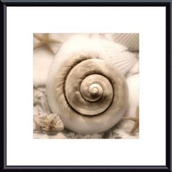 Donna Geissler 'Iridescent Seashell I' Framed Art Print