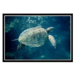 'Green Sea Turtle' Framed Art Print