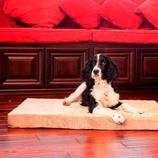 Integrity Orthopedic Memory Foam Rectangle Dog Bed (SM-XL)