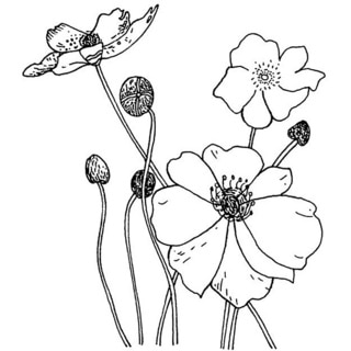Penny Black Poppies Rubber Stamp