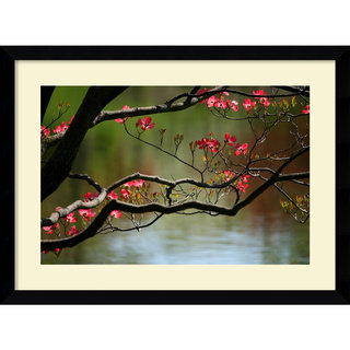 Andy Magee 'Dogwood in Bloom' Framed Art Print