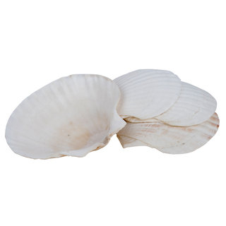 Miu France Natural Baking Shells