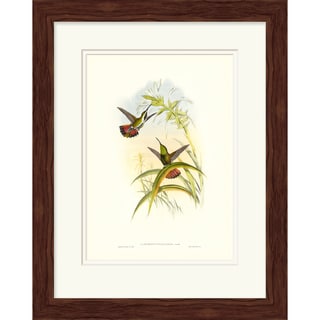John Gould 'Hummingbird' Open Edition Giclee Print