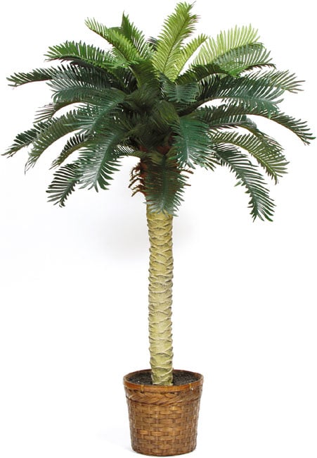Sago Palm Silk Tree 4-foot