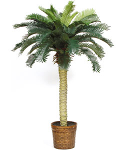 Sago Palm Silk Tree 4ft