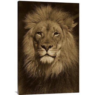 Global Gallery San Diego Zoo 'African Lion Male Portrait' Stretched Canvas Art