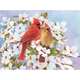 Color Pencil By Number Kit 8.75"X11.75"-Cardinals - Thumbnail 0