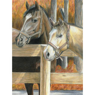 Color Pencil By Number Kit 8.75"X11.75"-Buck's Pal