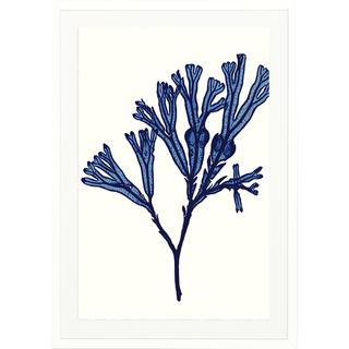 Framed Vivid Seaweed Art Print