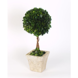 16-inch Large Boxwood Topiary Preserved (Packed 1 Each)