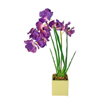 Creative Displays Purple Vanda Orchid Planter in Green Square Ceramic Vase