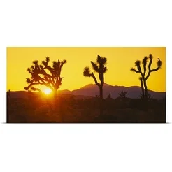 Poster Print entitled Silhouette of Joshua trees (Yucca brevifolia) at sunset, Joshua Tree National Monument,