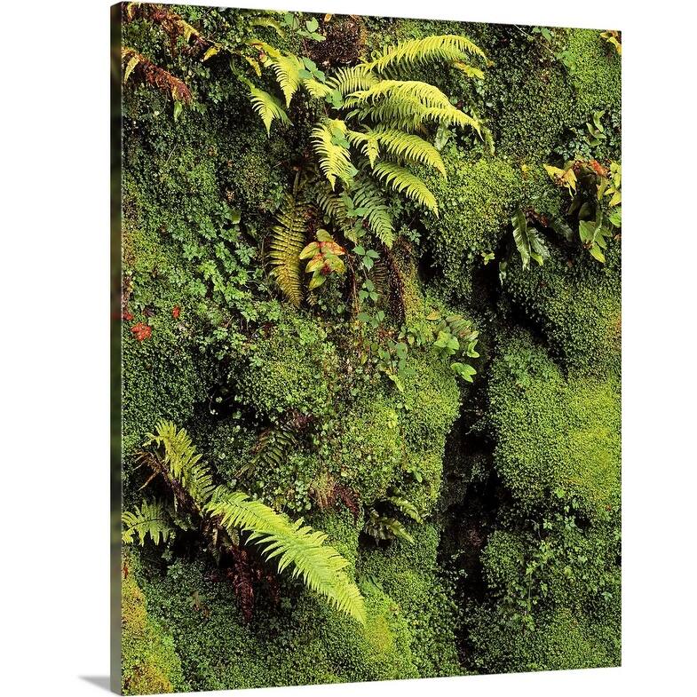 "Fern and Moss in Gorge, Japanese Garden, Powerscourt Gardens, Ireland" Canvas Wall Art