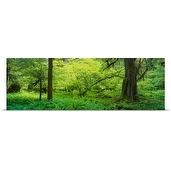 Poster Print entitled Trees in the forest, Soleduck Valley, Olympic National Park, Washington State