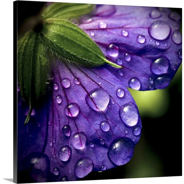 "Closeup of purple flower and water drops on it." Canvas Wall Art