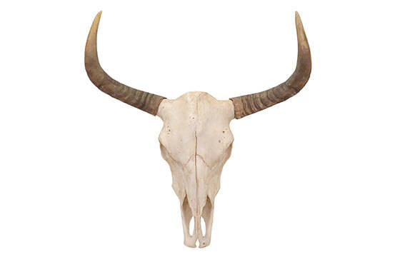 Bull skull wall decor