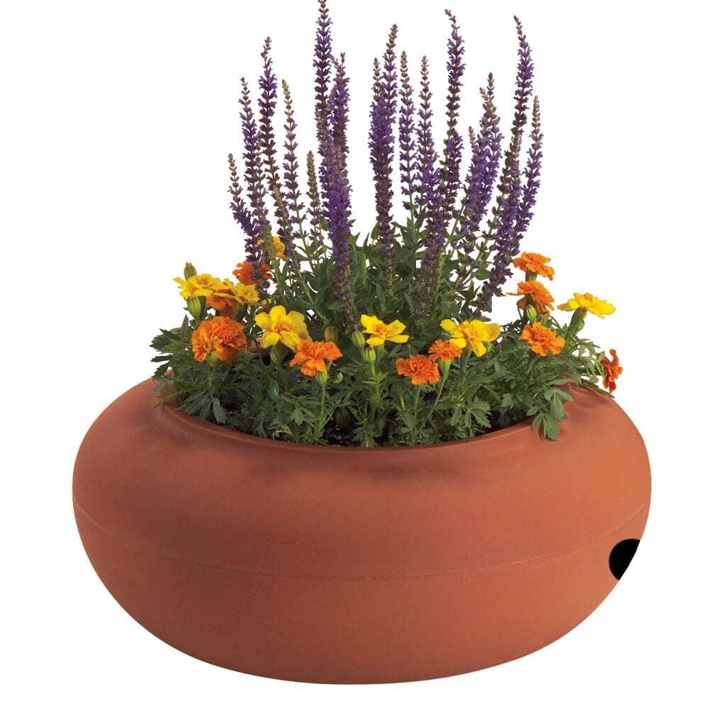 Terracotta flowering pot with flowers. 