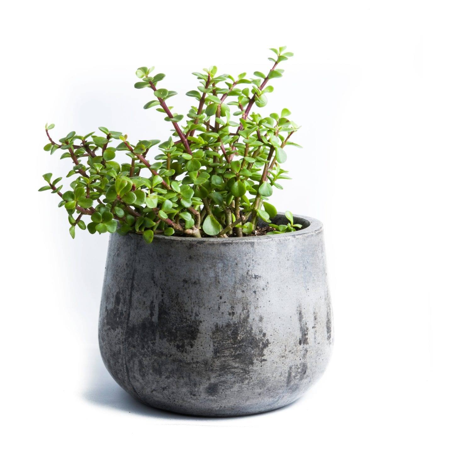 Cement planter with greenery. 
